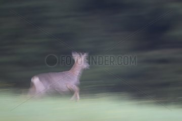 Roe deer running in the morning Obernai France