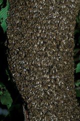 Inländischer Bienenschwarm auf einem Arbe France -Kofferraum