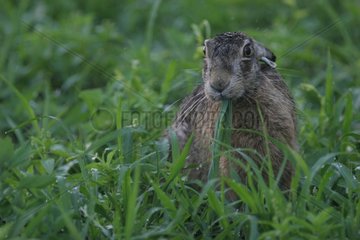 European Hare eating grass in Alsace