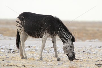 Genetic defect of a fur Burchell's zebra Etosha NP Namibia