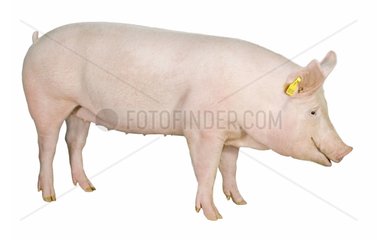 Young Large White sow on white background