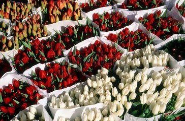 Amsterdam  le marché aux fleurs