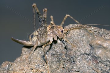 Cave cricket female Kaernten Austria