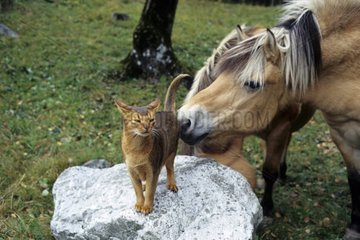Horse smelling a cat