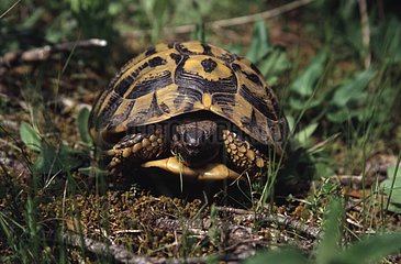 Porträt einer Hermannschildkröte in der Ebene des Maures
