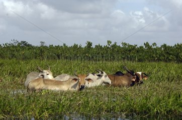 Zebus im Rast Swamp von Kaw French Guayana