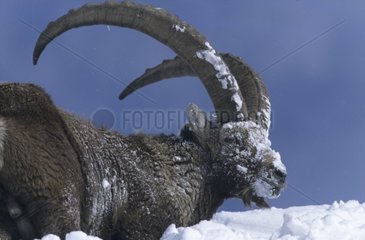 Portrait de Bouqutin des Alpes dans la neige France