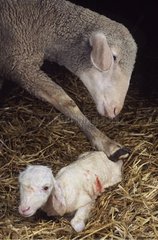 Schafe drehen sein neugeborenes Lamm  um ihn zu trocknen