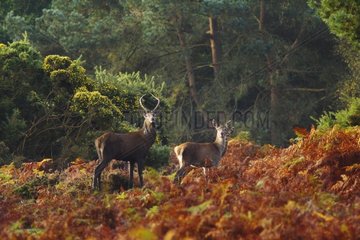 Red deer couple in heathland in autumn England
