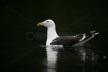 Great Black-backed swiming Gull United-Kingdom