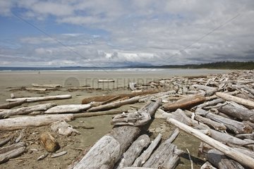 Driftwood stranded on a sandy beach Canada