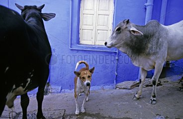 Sacred Cows and dog Jodhpur Rajasthan India