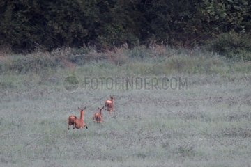 Doe and two fawns running in a meadow Vosges