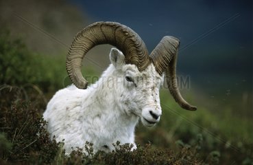 Die Schafe des mÃ¤nnlichen Dalls im Denali np Alaska liegen