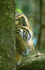 Tigre du Bengale PN Bandhavgarth Inde