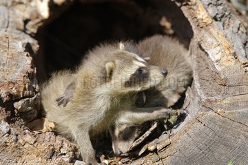 Young Raccons in an old trunk Minnesota USA