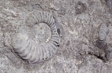 Ammonite in the Geological reserve of Haute Provence France
