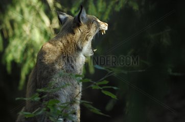 Portrait of Eurasian Lynx yawning in an undergrowth Sweden