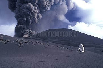 Chien sur champ de cendres volcaniques et panache de l'Etna