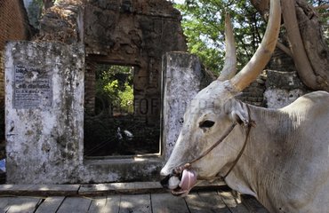 Heilige Kuh  die in einer StraÃŸe Tamil Nadu India spazieren geht