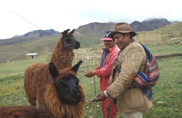 Eleveurs de Lamas Bolivie