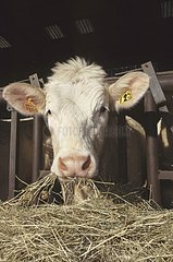 Vache Charolaise à l'auge mangeant du foin Portrait
