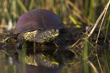 European pond turtle warming itself on a grebe nest France
