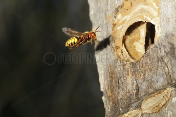 European hornet at the entry of nest in a trunk France
