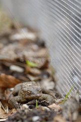 Toad stoped boarding road during migration Alsace France