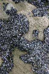 Wilde Bänke von blauen Muscheln auf Graniten von Pleerel Frankreich