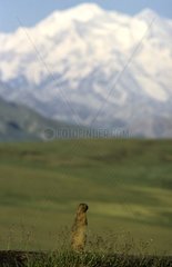 Arctic ground squirrel at the foot of Mac Kinley mount USA