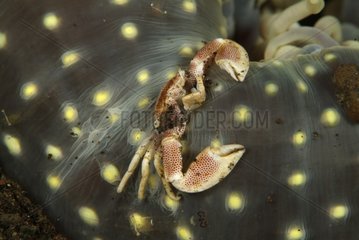 Oshima's Porcelain crab in a sea anemone Bali Indonesia