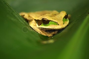 Masked tree frog resting on a leaf Costa Rica
