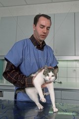 Tierarzt tastet den Bauch einer Katze ab