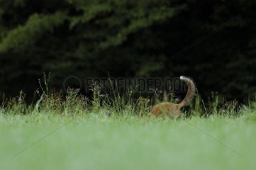 Tail of a Red fox in the evening Vosges France