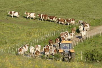 Farmer accompanying his cows to the field France