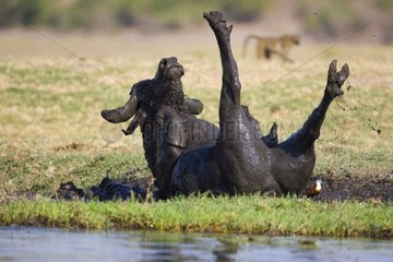 Cape Buffalo taking mud bath on bank of Chobe River