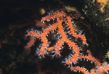 Rote Koralle auf einem Felsen im Mittelmeer