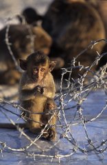 Jeune Macaque crabier dans les fils barbelés Thaïlande