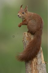 Red squirrel on the look-out on a dead trunk France