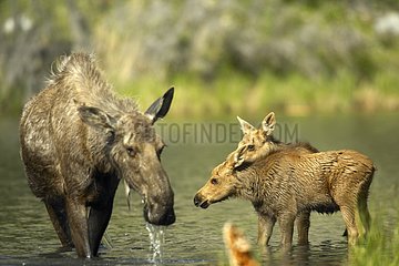 Weibliche Elche trinken in einem Fluss mit seinem Jugend -Denali NP