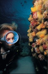 Diver looking at a colony of Christmas Tree Worms Polynesia