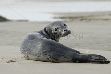 Young Harbor Seal failed and lost on a beach France