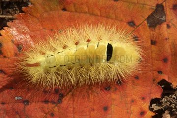 Caterpillar of Pale Tussock on a dead leaf France