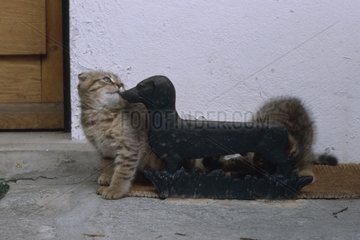 Kittens puzzled by a metal dog