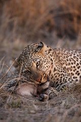 Leopard male eating it prey Kenya