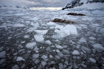 Eisbergs und Eis im Neko Hafen auf der Antarktischen Halbinsel
