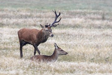 Stag having lost an antler standing near hind lying GB