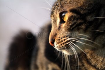 Portrait of old European Cat of 1 year France