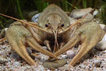Narrow-clawed Turkish crayfish